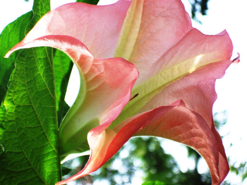 יוהנסבורג Cherry Tree Cottage B&B Linden מראה חיצוני תמונה